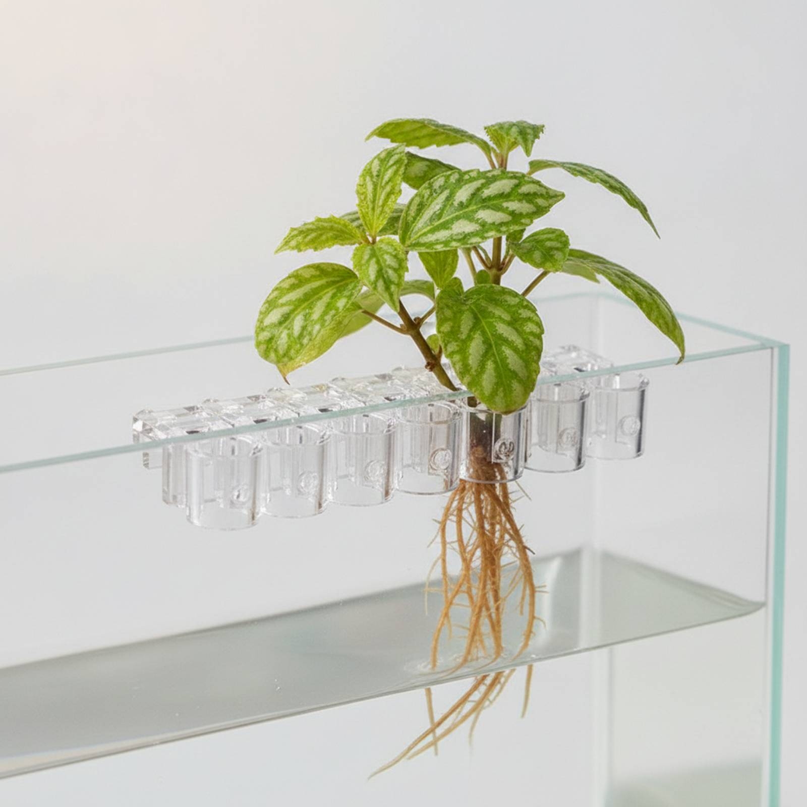 6 sztuk przezroczystych klipsó – Aquarium Planted recenzja i cena