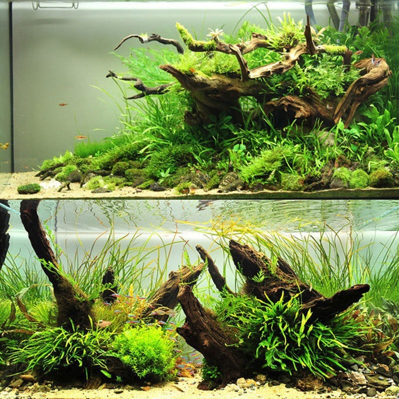 Naturalne drewno zlewozmywakow – Planted Aquarium With Driftwood recenzja i cena