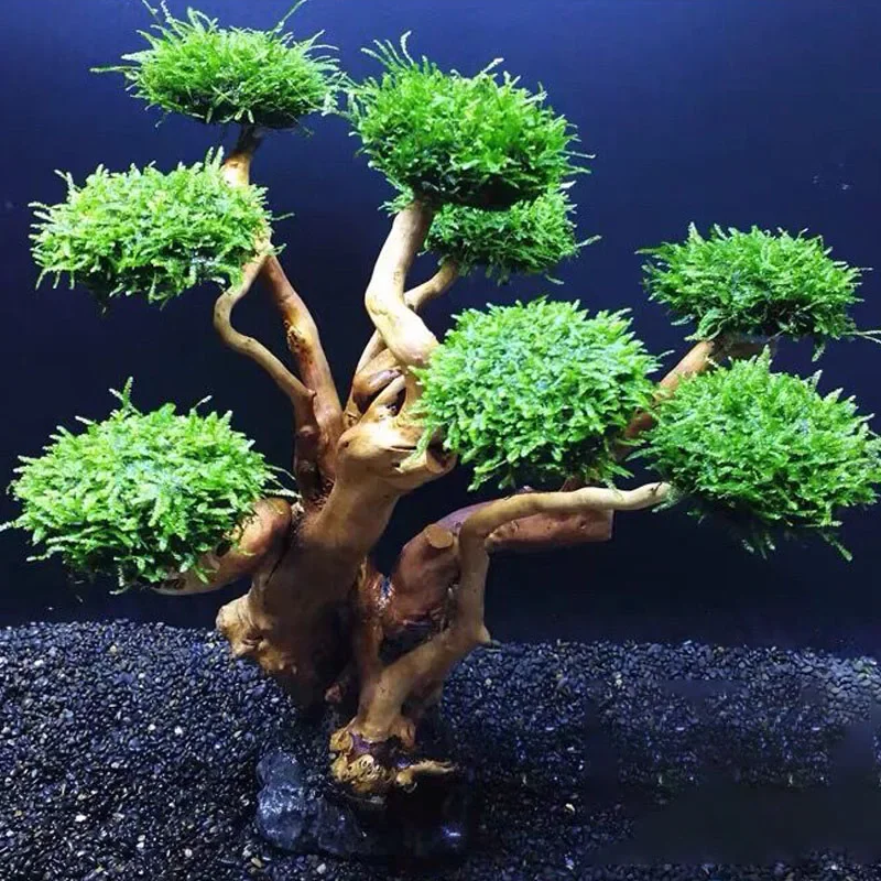Dekoracja do akwarium: rośliny – Planted Aquarium With Driftwood recenzja i cena